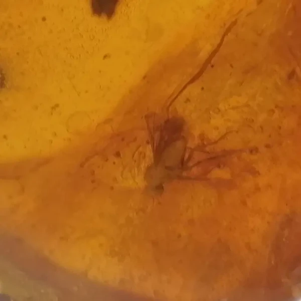 Pająk i mucha w bursztynie 46x30x14 mm